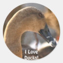 Suche nach vogelleben aufkleber Enten