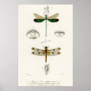 Suche nach insects poster Dragonflies