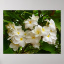 Suche nach frangipani poster Plumeria