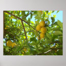 Suche nach lemon tree poster Obst