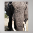 Suche nach reserve poster Animal