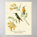 Suche nach kolibri poster Jede person