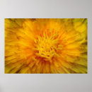 Suche nach gelber löwenzahn poster Makro