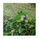 Suche nach papagei fliesen Grün