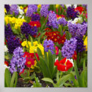 Suche nach gelbe tulpen poster Rot