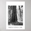 Suche nach riesiger baum poster Bäume