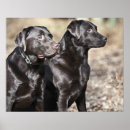 Suche nach schwarzer labrador retriever poster Fotografie