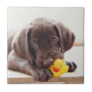 Suche nach labrador welpen fliesen Schokoladenlabrador