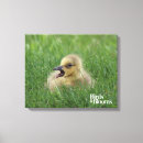 Suche nach küken leinwandbilder Vogelbeobachtung