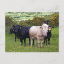 Suche nach angus postkarten Kühe