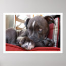 Suche nach pit bull poster Welpen