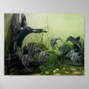 Suche nach angelfish poster Für alle