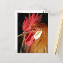Suche nach leghorn postkarten Geflügel
