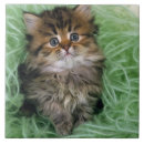 Suche nach persische katze fliesen Tier