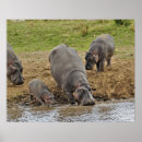 Suche nach flusspferd poster Afrika