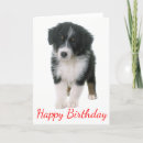 Suche nach australian shepherd karten Australschäfer