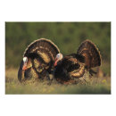 Suche nach wirbeltiere poster Tierwelt