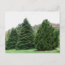 Suche nach evergreens postkarten Piniengrün