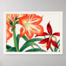 Suche nach amaryllis poster Pflanze