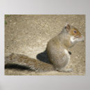 Suche nach graues eichhörnchen poster Tiere