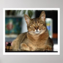 Suche nach löwe augen poster Katze