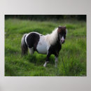 Suche nach shetland pony poster Bob langrish
