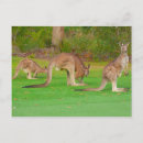 Suche nach kängurus postkarten Wallaby
