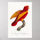Suche nach naturgeschichte poster Vogel