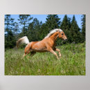 Suche nach palomino poster Wald