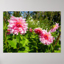 Suche nach rosa dahlien poster Jede person