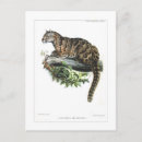 Suche nach große katzen postkarten Aquarell
