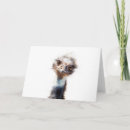 Suche nach emu karten Vogel