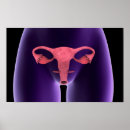 Suche nach weibliche anatomie poster Reproduktive organe