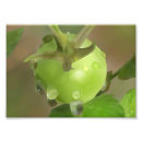 Suche nach tomaten Essen