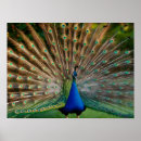Suche nach pfau schwanz poster Natur