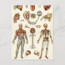 Suche nach menschliche anatomie postkarten Für alle