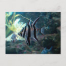 Suche nach angelfish Fische