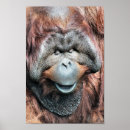 Suche nach orangutan poster Wild