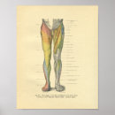 Suche nach legs poster Beine