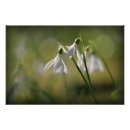 Suche nach pur poster Blume