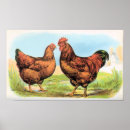 Suche nach hahn und henne poster Huhn