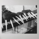 Suche nach walrus poster Natur