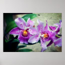 Suche nach lila orchideen poster Foto