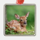 Suche nach fauna ornamente Für alle