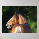Suche nach clydesdale poster Bob sprache