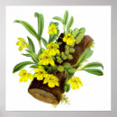 Suche nach vintage orchideen poster Natur