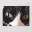 Suche nach grüne katze postkarten Weiß
