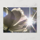 Suche nach angelique Blumen