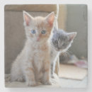 Suche nach babytier untersetzer Fotografie