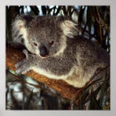 Suche nach koala bear poster Tiere